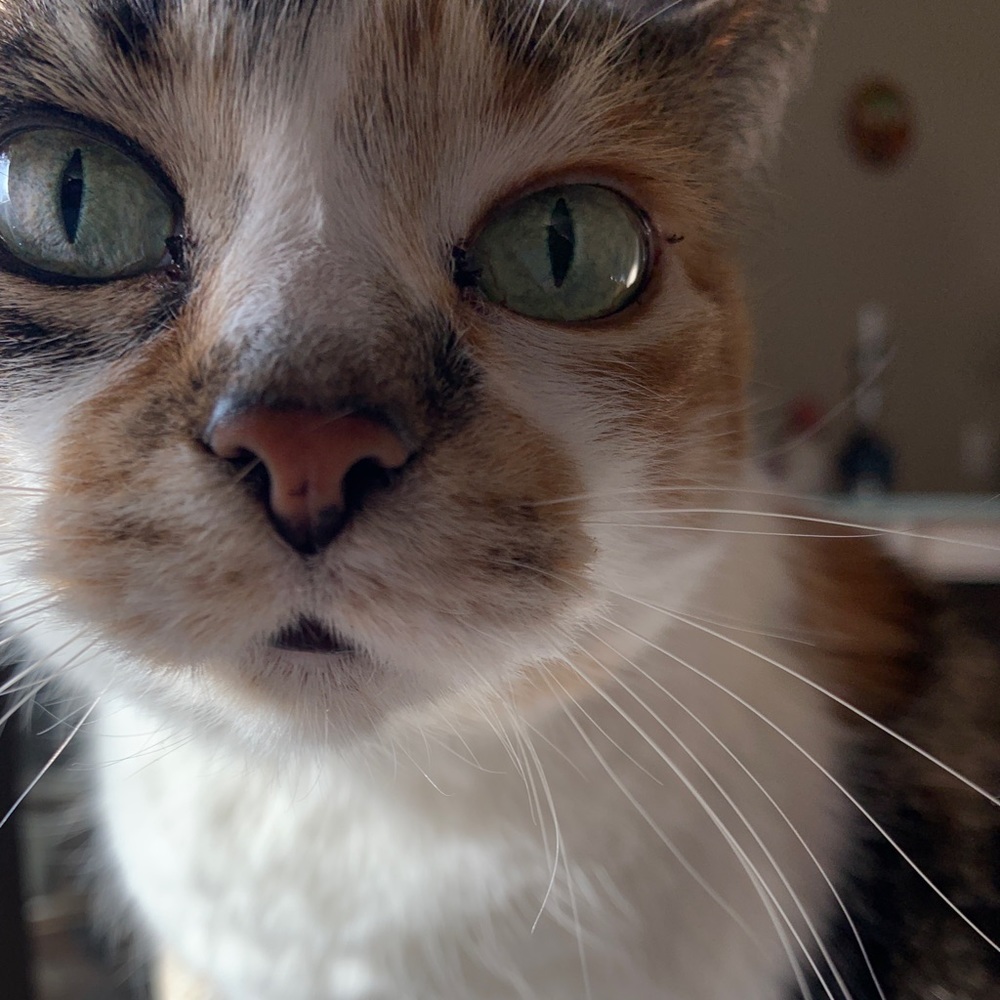 Meet your Posher, Quinn